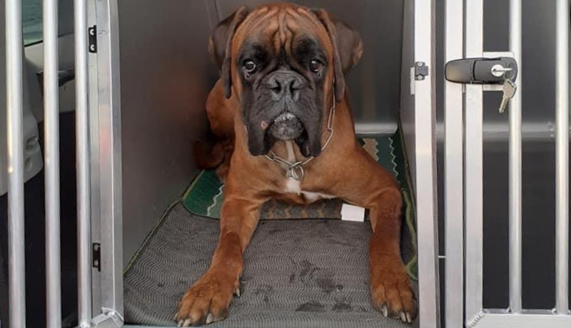 Hunter a bordo del suo speciale trasportino per boxer in alluminio - TRAVELLING DOG