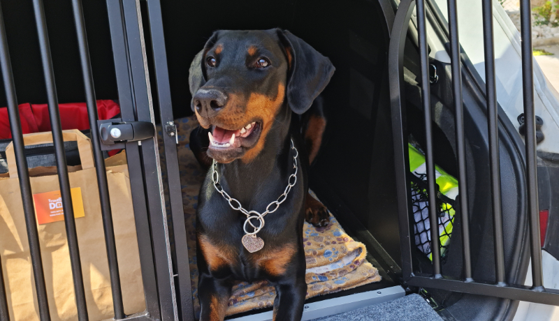 Trasportino per Dobermann resistente e sicuro - TRAVELLING DOG