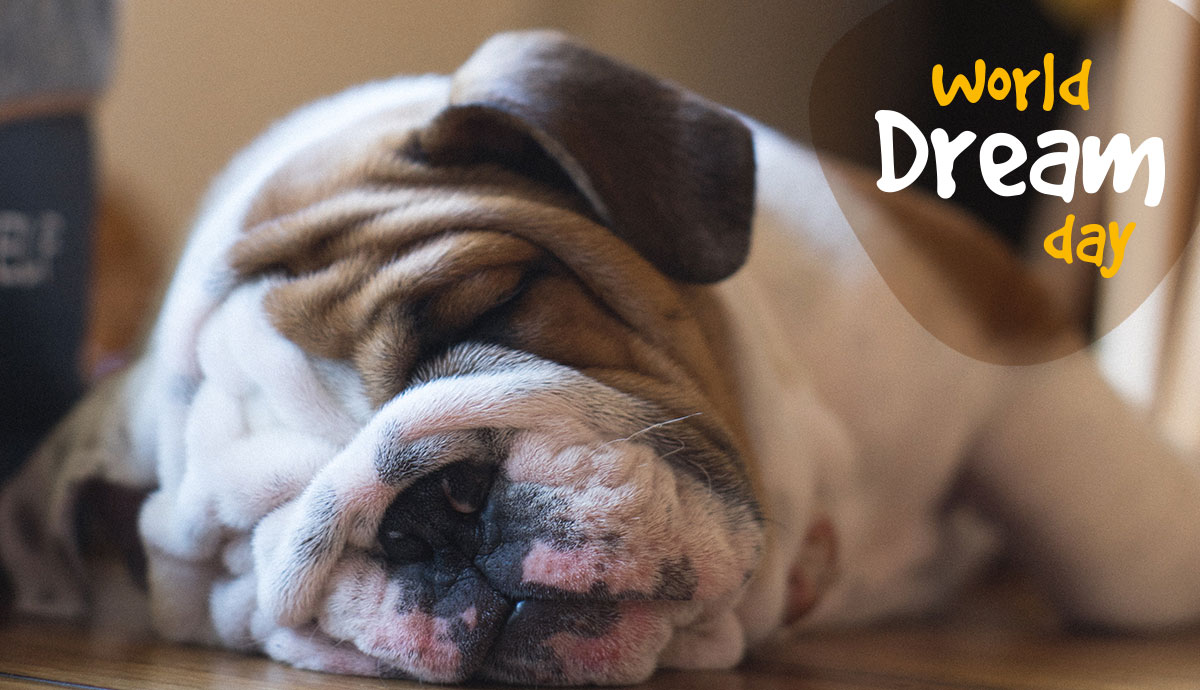 I cani sognano? Giornata mondiale dei sogni - TRAVELLING DOG