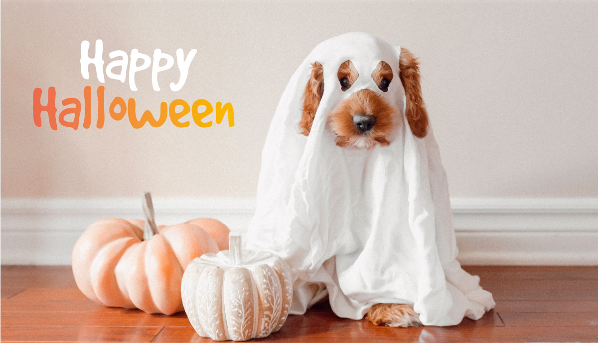 Cane Halloween: come evitare situazioni fastidiose - TRAVELLING DOG