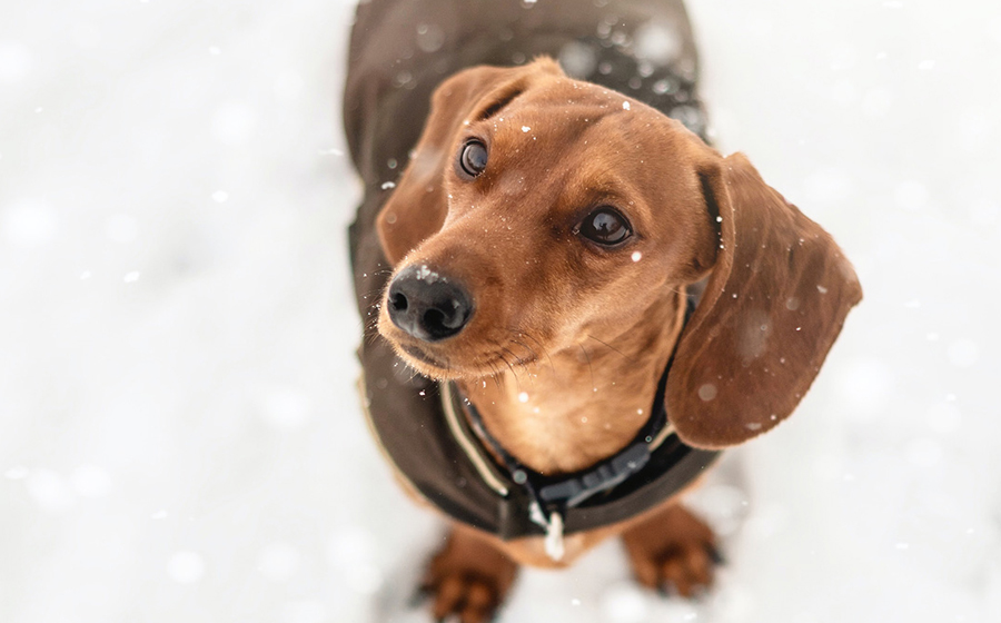 Cane freddoloso? Scopri le razze sensibili al freddo - Travelling Dog