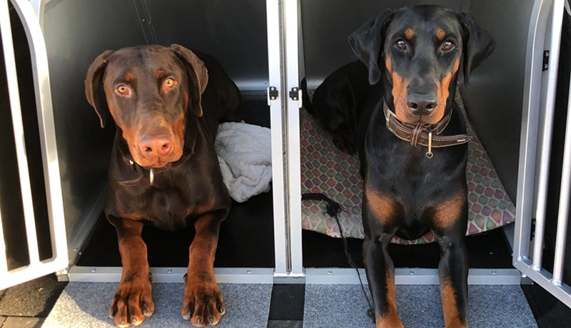 Trasportino dobermann doppio per due cani adatto a un'Opel Astra - TRAVELLING DOG